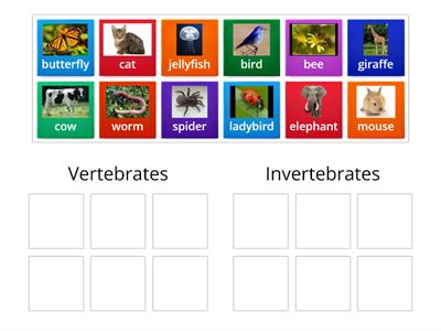 Y2 Vertebrate or invertebrate?