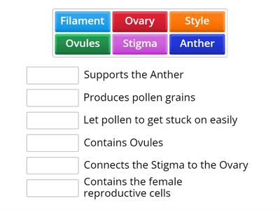 Reproductive Systems of a Plant