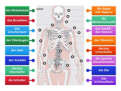 Deutsch in der Pflege - Das menschliche Skelett - Oberkörper