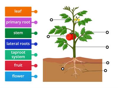 Parts of tomato plant