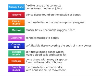 Muscular and Skeletal System Review (Matching)