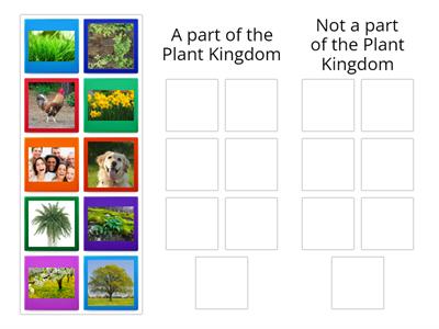 The Plant Kingdom