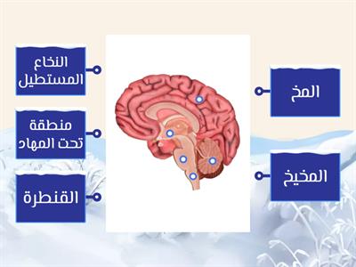 الدماغ 