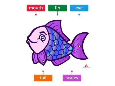 Label The Parts Of A Fish 