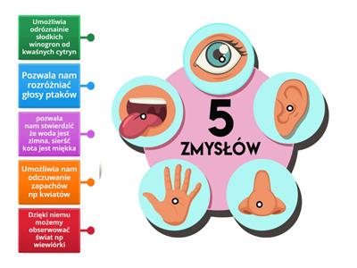 5 zmysłów: wzrok, słuch, węch, smak, dotyk.