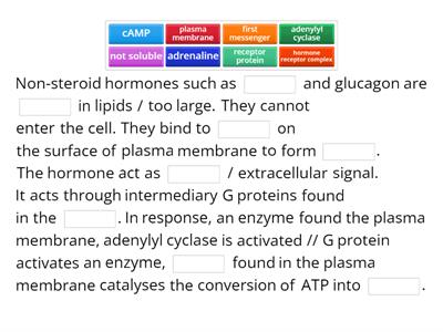 Explain the mechanism of non-steroid hormone action.