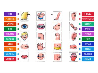 части тела 