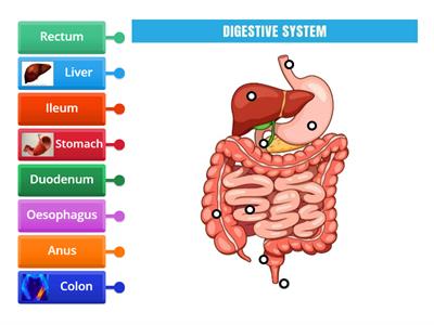 9SCI Can you label the Digestive Organs in the Body?