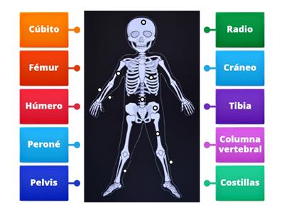 Huesos del cuerpo humano sencillo
