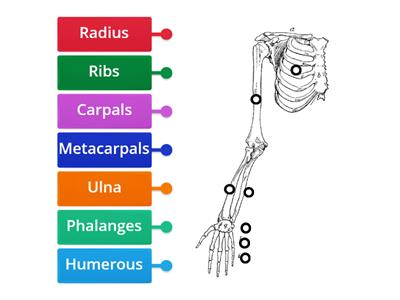 Bones of the hand and arm