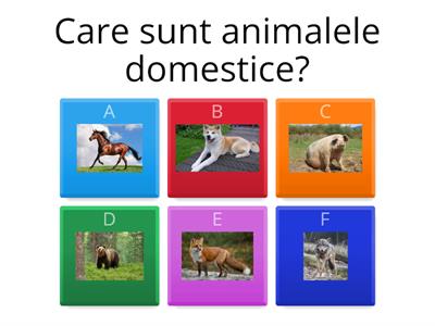  Animale domestice