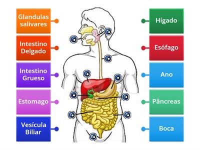 ESPAÑOL Sistema Digestivo