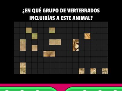 Animales vertebrados 1