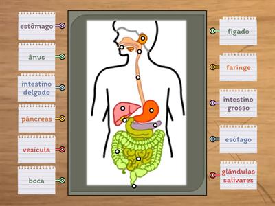 EM 3.ºANO: sistema digestivo