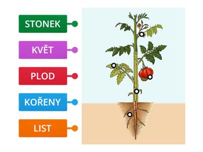 ČÁSTI ROSTLINY