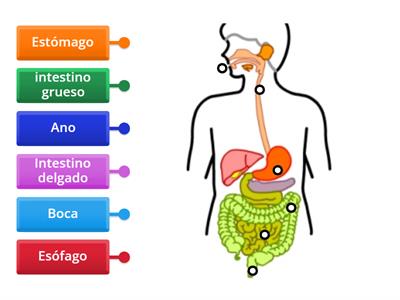 Sistema Digestivo