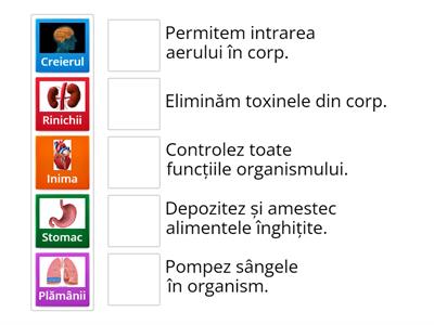 Organe interne majore