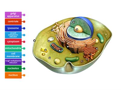 (Year 11 Human Biology) Cell organelles diagram 