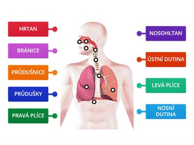 Dýchací soustava