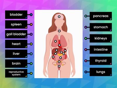Human body - internal organs