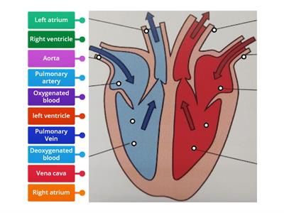 Labelling the heart