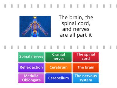 Nervous System