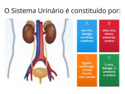  Sistema Urinário - Humano