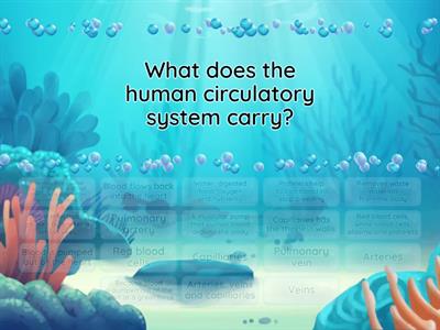 Circulatory System in Humans