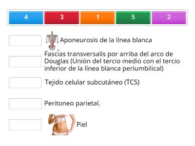 Orden de los tejidos en incisiones medias - Jath