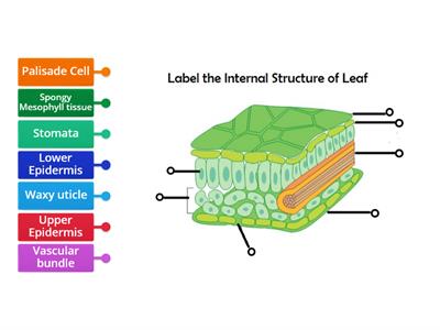 10xBi1 Label the Internal Structure of a Leaf