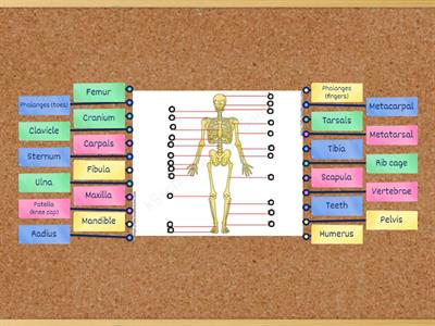 The skeleton system