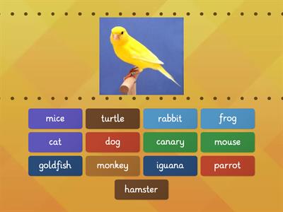 My pets-vocabulary-Project Explore Starter