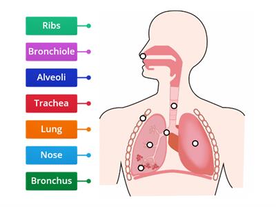 The Respiratory System - Label the diagram