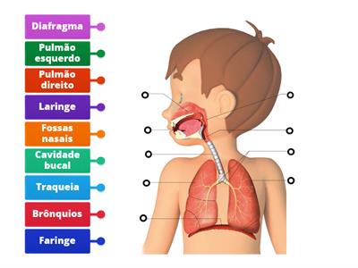 Sistema respiratório