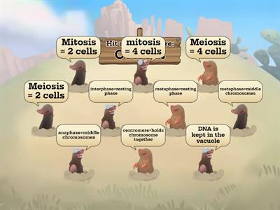 Mitosis and meoisis!