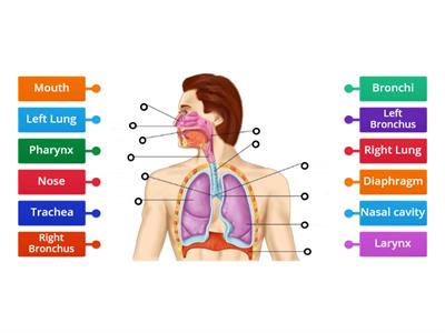 Respiratory System