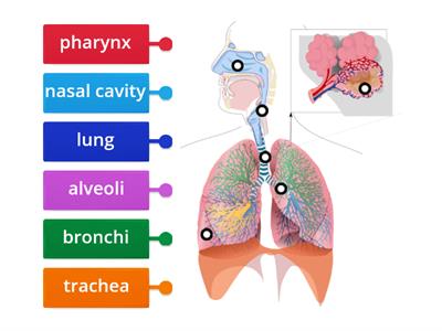Respiratory system labeling 