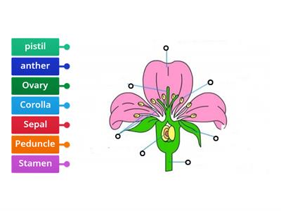  Il fiore in inglese