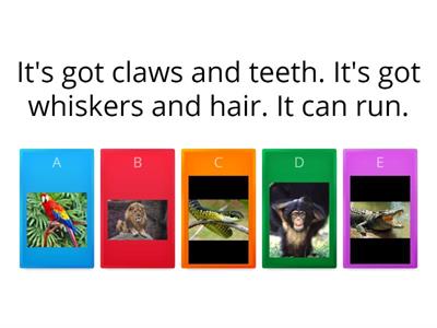 Animal quiz