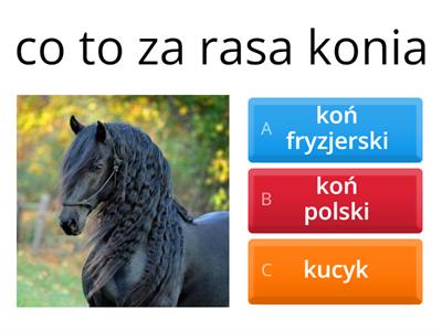 jazda na koniu 