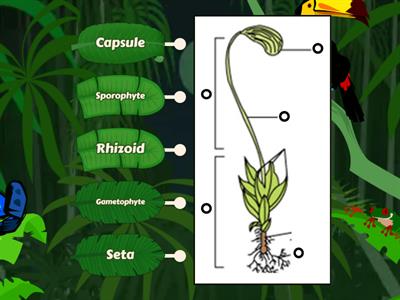 Kingdom Plantae - Bryophyta
