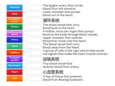 Lesson 1 the body's transport system