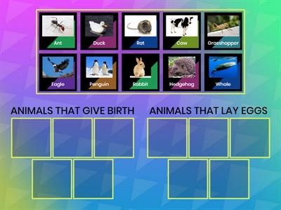 Animals Reproduction