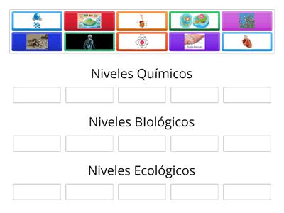 Niveles de Organización