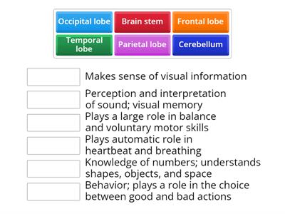 Brain Physiology