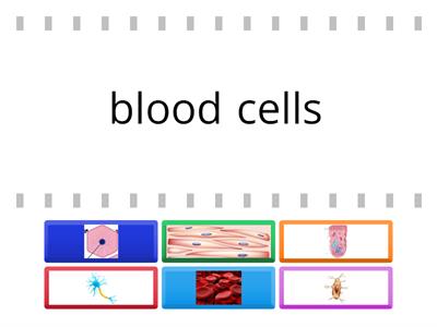 Y5 U1 Types of cells with photos