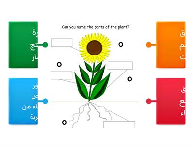 الصف الثاني أجزاء النبات 