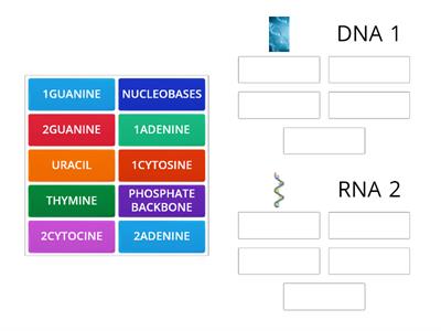 DNA VS RNA