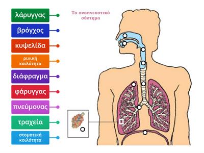 Το αναπνευστικό σύστημα (δημιουργία: Γαβριήλ Παντιώρας)
