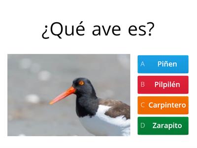  Aves playeras quiz